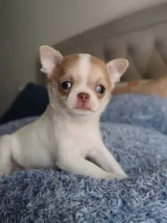 Fawn and white Chihuahua puppy with a white forehead stripe lying on a blue blanket