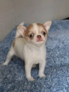 Fawn and white Chihuahua puppy with big ears standing on a blue bed