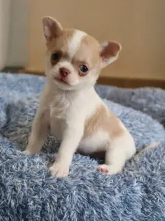 Fawn and white smooth coat Chihuahua puppy sitting on a blue fleece bed