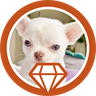 Diamond Chihuahuas logo: a white Chihuahua puppy in a copper circle with a diamond