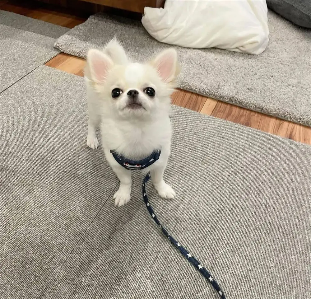 White long coat Chihuahua puppy wearing a navy harness and leash on a gray rug