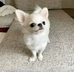 White long coat Chihuahua puppy sitting on a gray sofa