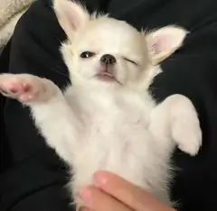 White long coat Chihuahua puppy waving a paw while being held