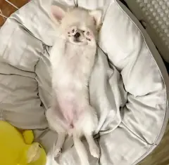 White long coat Chihuahua puppy lying on its back in a round white dog bed