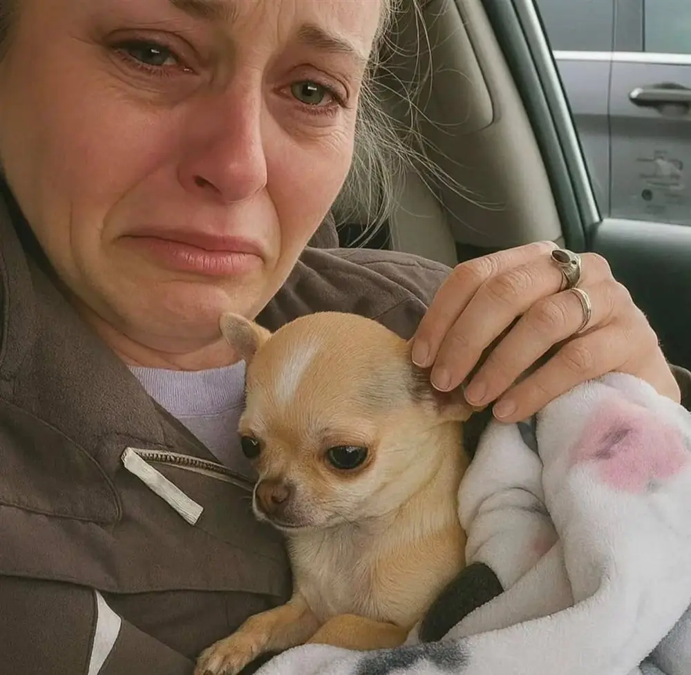 Woman in a car holding a fawn smooth coat Chihuahua wrapped in a blanket