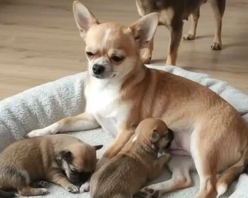 Fawn and white smooth coat Chihuahua mother lying in a round bed with two young puppies