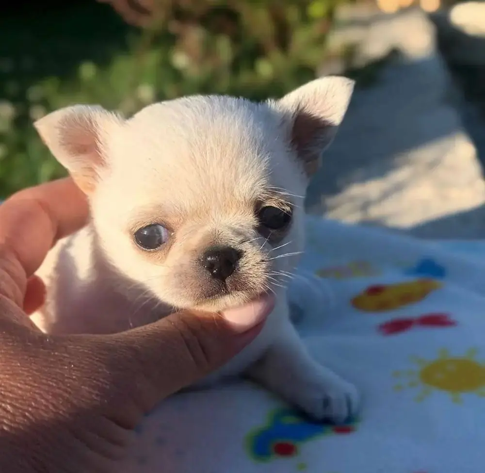 Cream smooth coat Chihuahua puppy with a hand under its chin outdoors