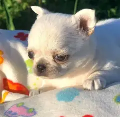 Cream Chihuahua puppy with a darker muzzle lying on a colorful blanket