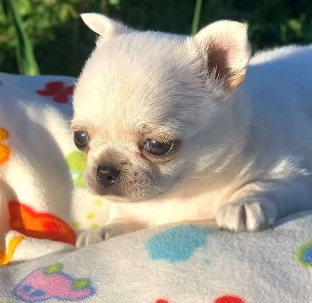 Picture of a cream teacup Chihuahua puppy face with big dark eyes