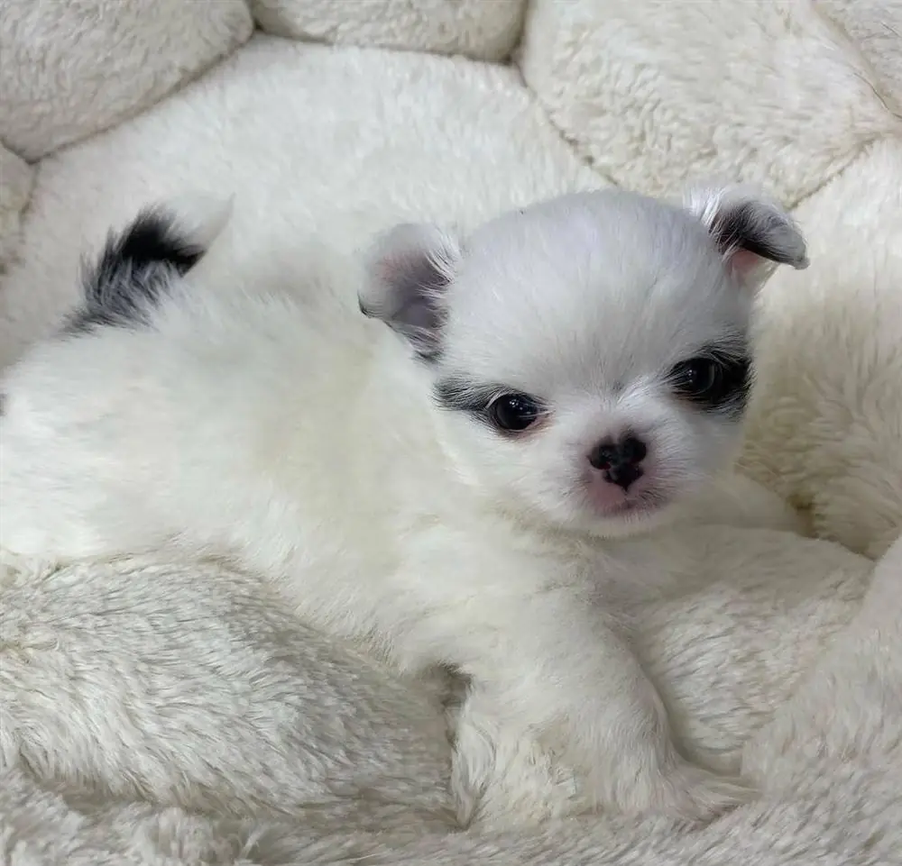 White long coat Chihuahua puppy with gray eye patches resting in a fluffy bed