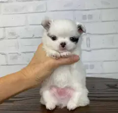 White long coat Chihuahua puppy held up in one hand in front of a white brick wall
