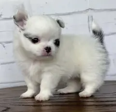 White long coat Chihuahua puppy with gray ears standing on a wooden table
