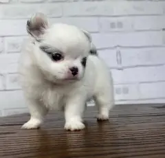 Fluffy white Chihuahua puppy with gray eye patches standing on a wood table