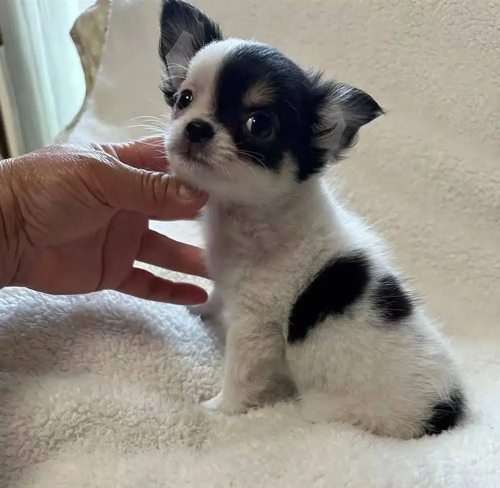 Black and white long coat Chihuahua puppy sitting on a white blanket