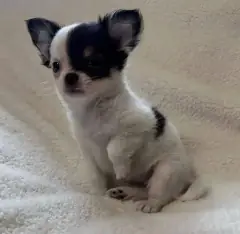 Black and white Chihuahua puppy sitting up on a white blanket