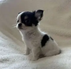 Black and white Chihuahua puppy with a black head and a black spot on its back