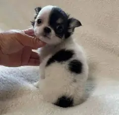 Black and white Chihuahua puppy looking at the camera while being petted