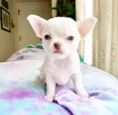 White Chihuahua puppy with a pink nose sitting on a tie-dye blanket