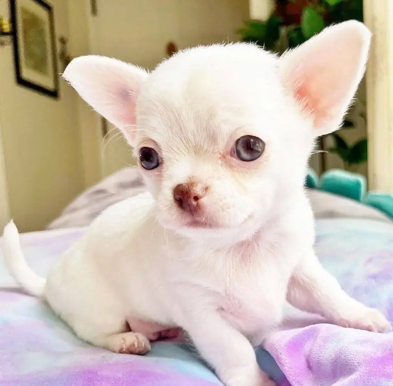 Picture of a white smooth coat teacup Chihuahua puppy with blue-gray eyes