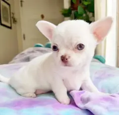 White Chihuahua puppy with big ears lying on a pastel blanket