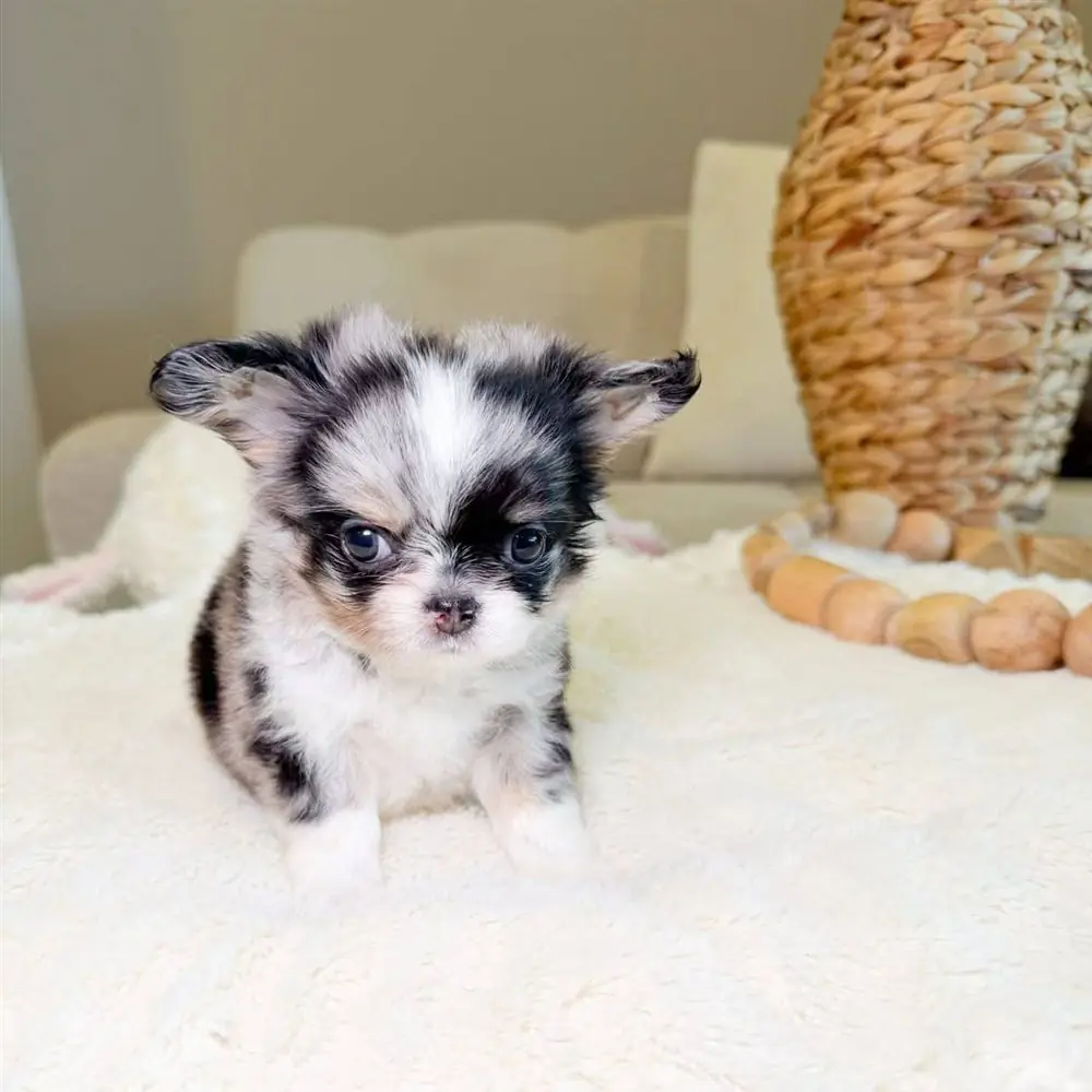 Blue merle long coat Chihuahua puppy with a black eye patch sitting on a white blanket