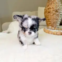 Blue merle and white Chihuahua puppy with a white blaze lifting one paw on a cream blanket