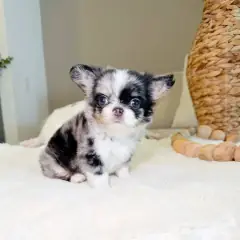 Small blue merle Chihuahua puppy sitting next to a woven vase