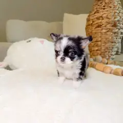 Blue merle Chihuahua puppy with big fringed ears looking at the camera