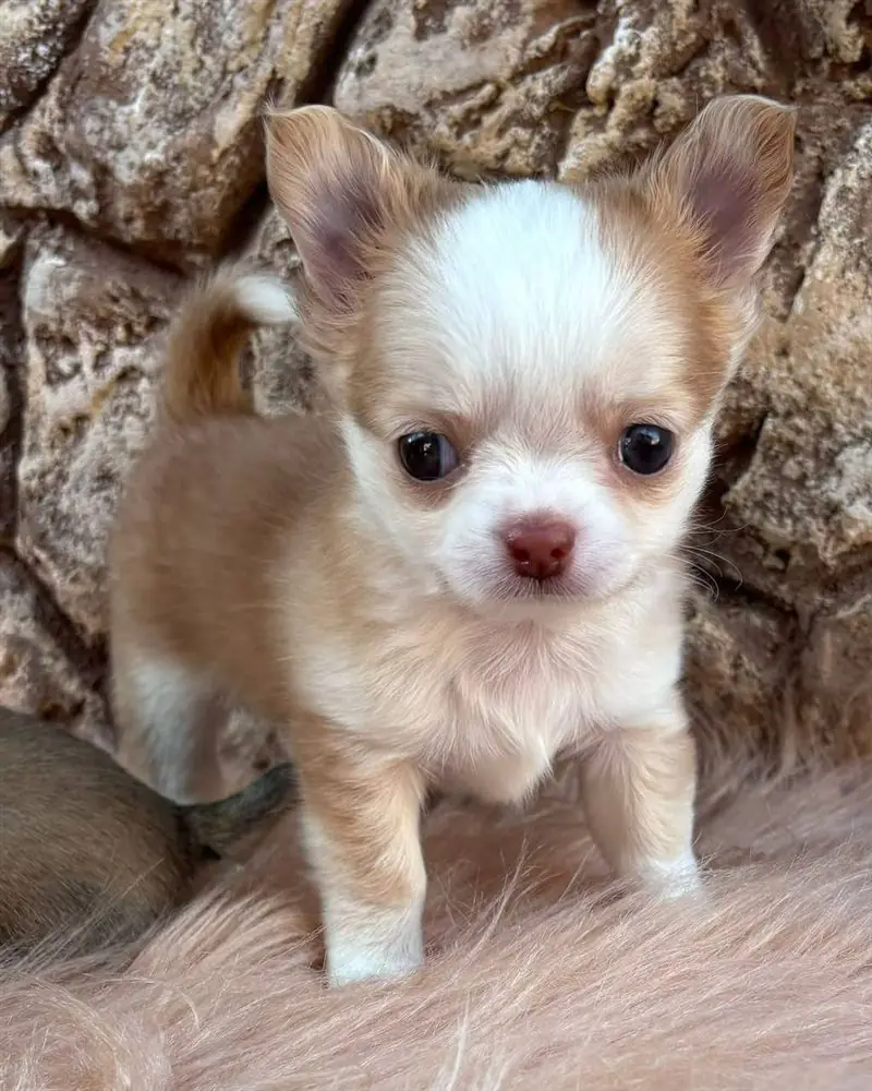 Fawn and white long coat Chihuahua puppy standing on a pink fur rug in front of a stone wall