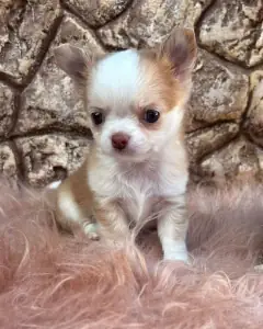 Fawn Chihuahua puppy with a white blaze and white chest sitting on pink fur