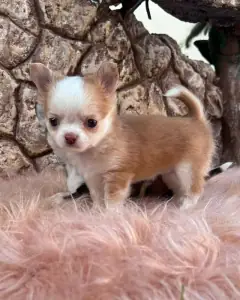 Side view of a fawn long coat Chihuahua puppy with a curled tail on a pink rug