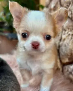 Close-up of a fawn and white Chihuahua puppy face with dark eyes and a pink nose